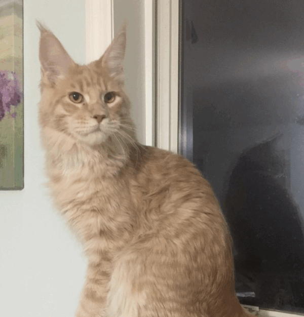 Baron-Male